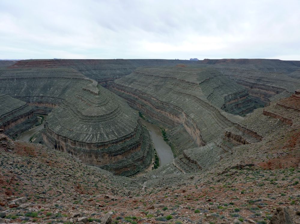 gooseneck (11).JPG